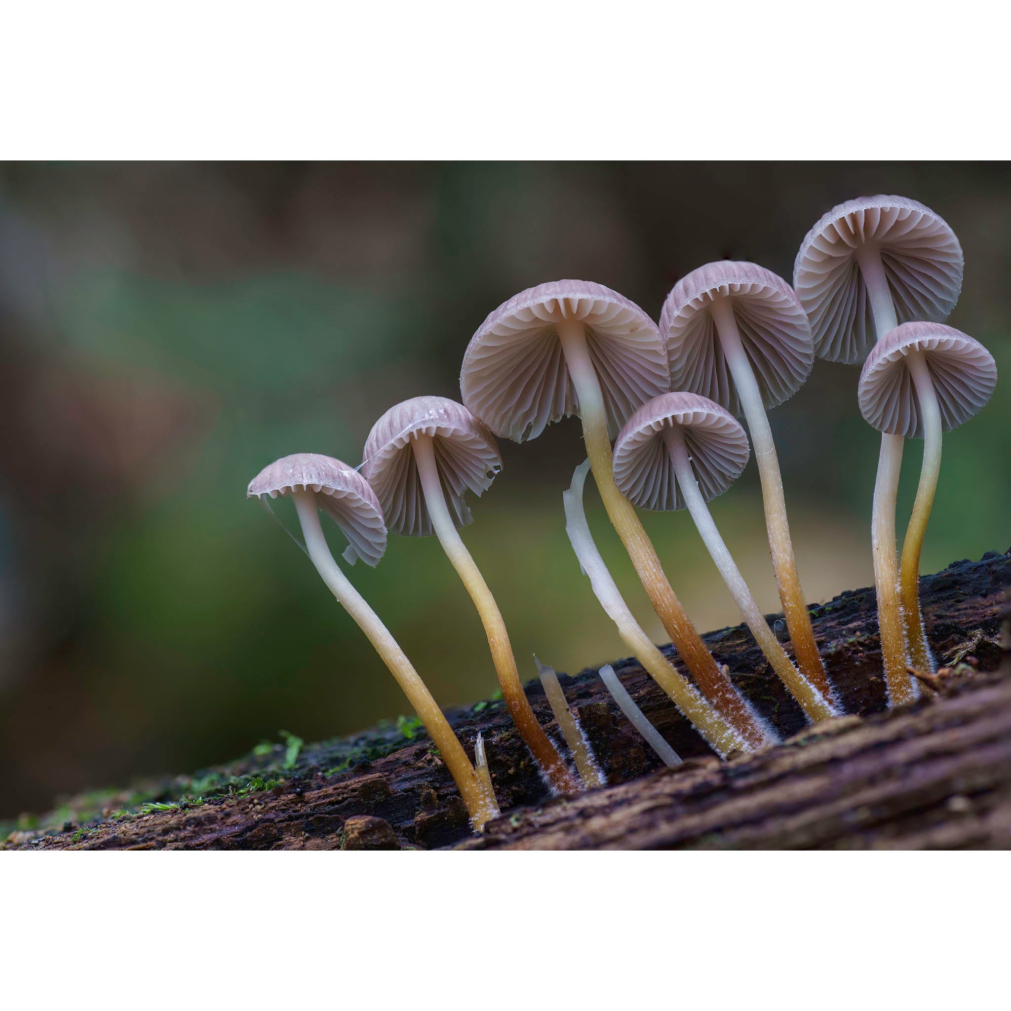Mushroom - Looking up