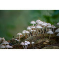 Mushroom - collection