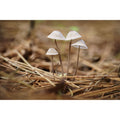 Mushroom Cluster
