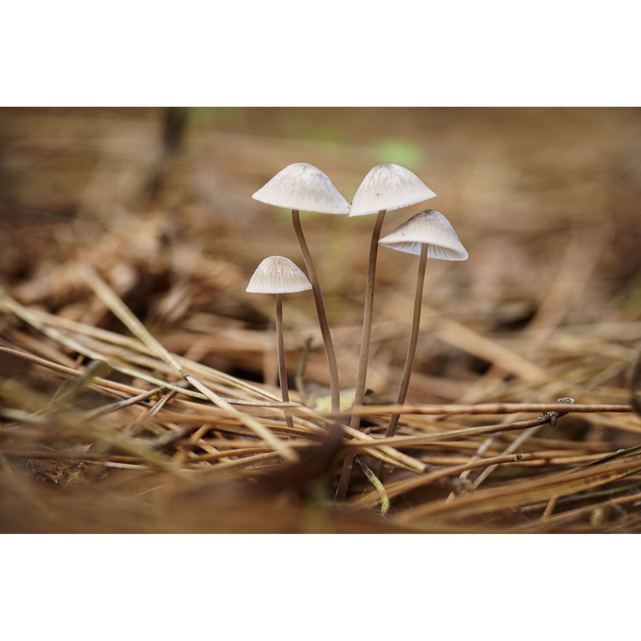 Mushroom Cluster