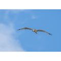 Osprey at Stithians lake