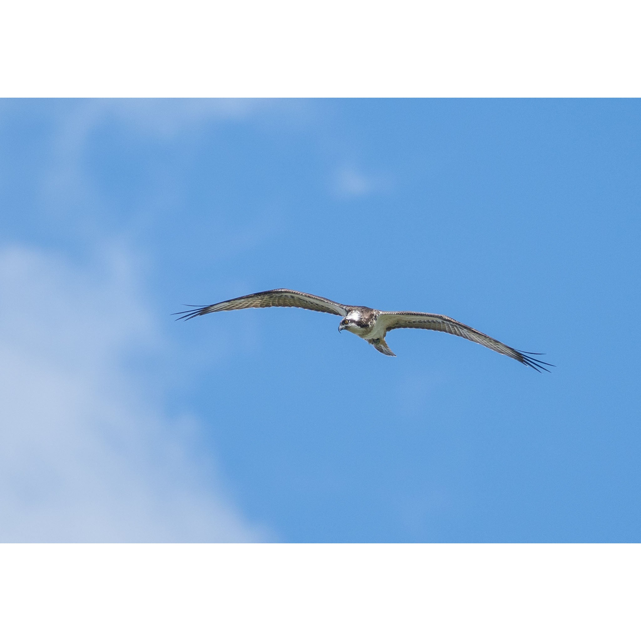 Osprey at Stithians lake
