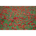 Poppies - Field