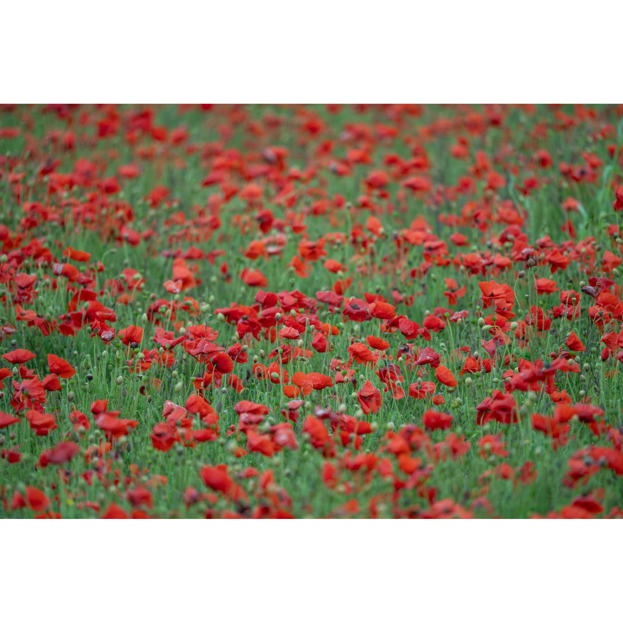 Poppies - Field