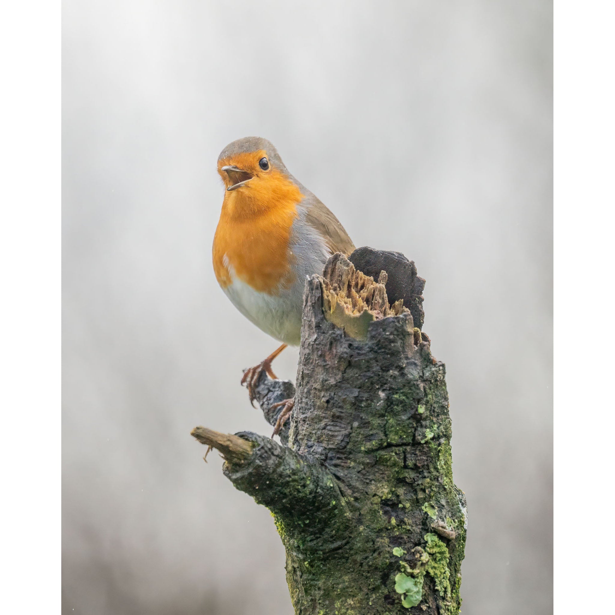 Robin - Singing Time