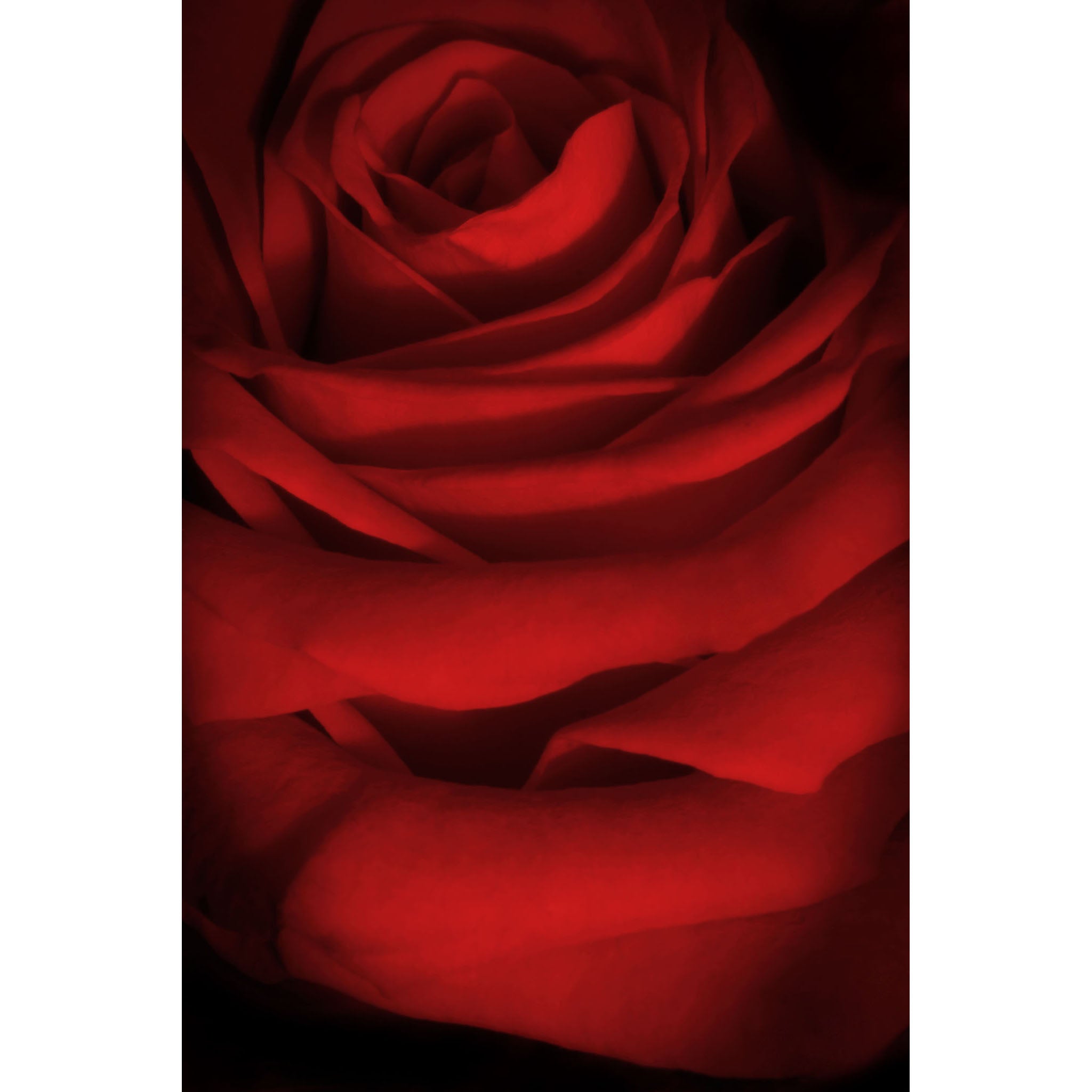 Rose - Close up