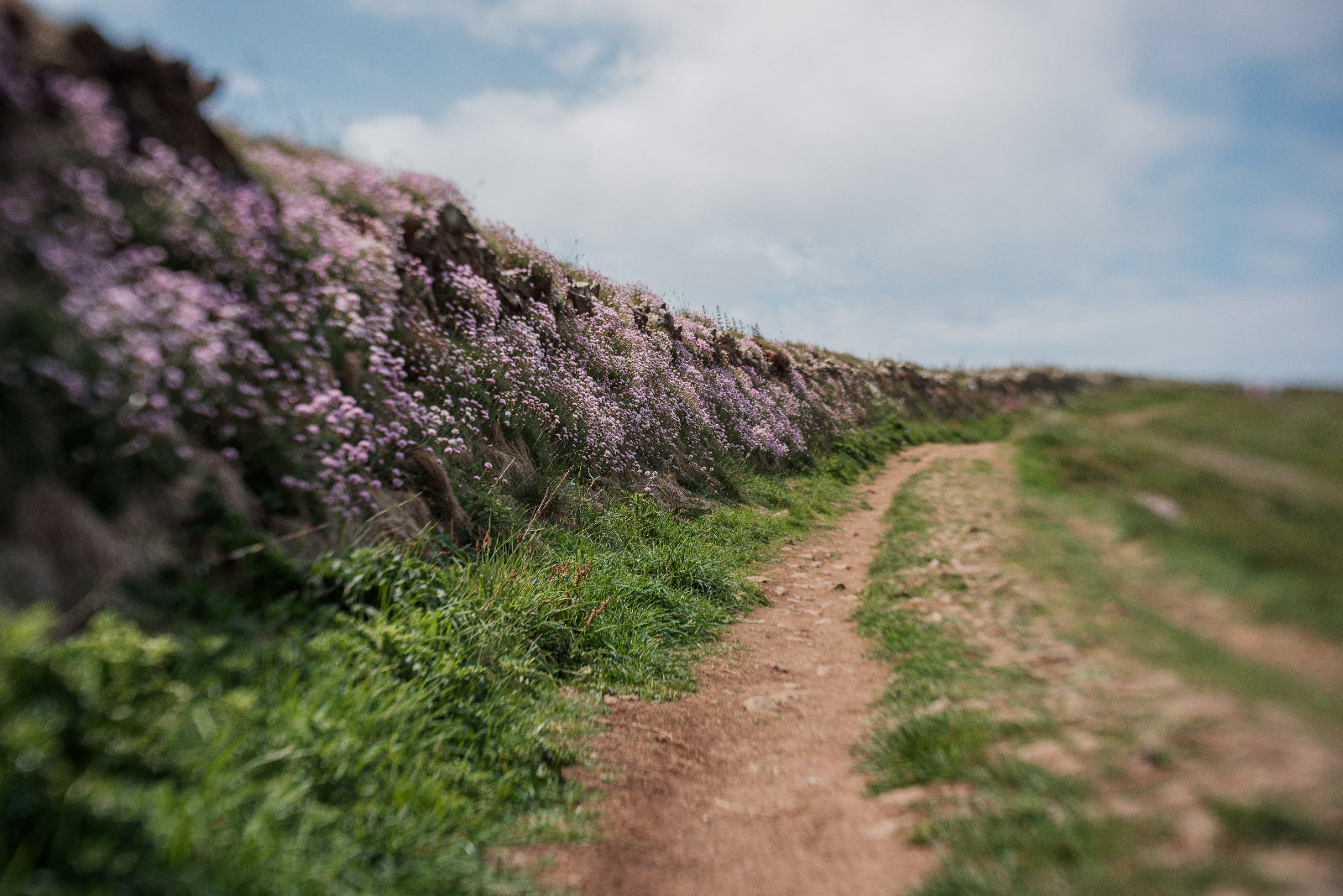 Winding dirt path through a field of pink flowers with a blurred background