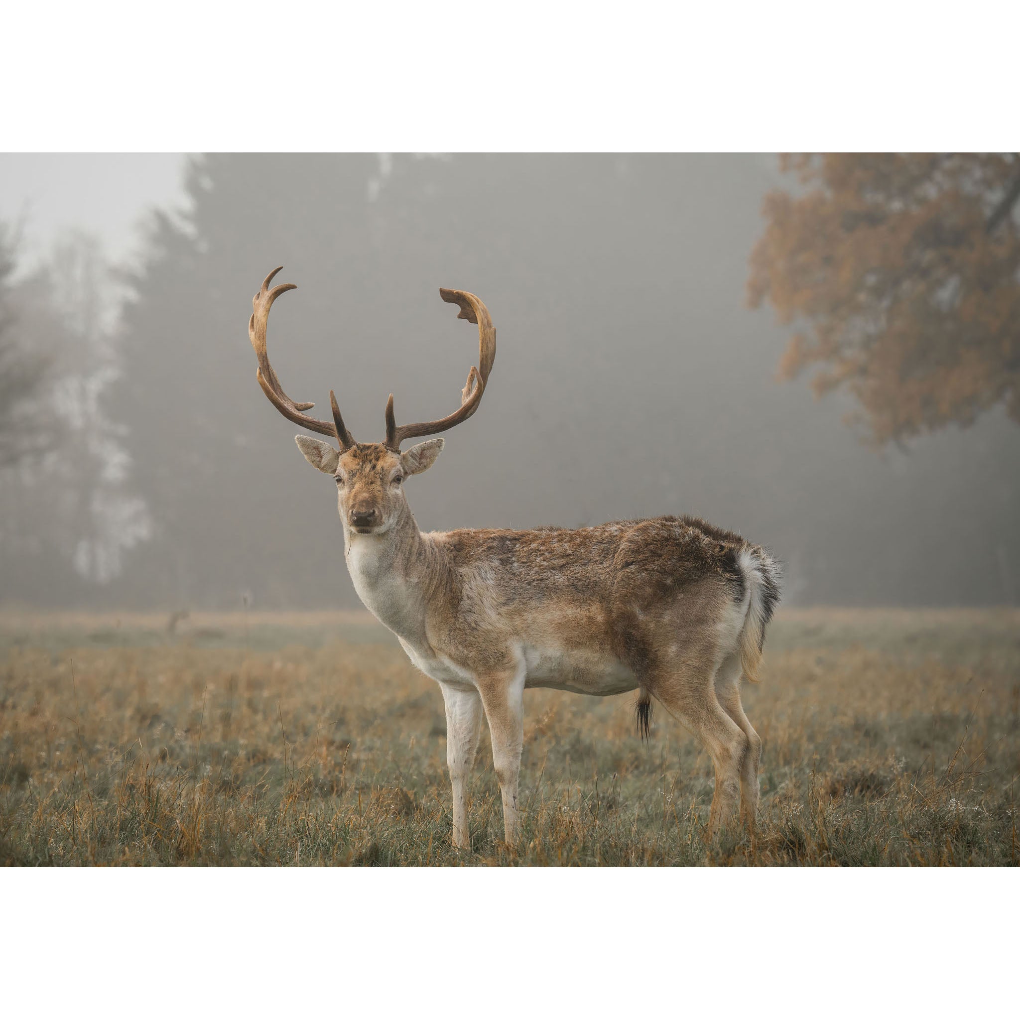 Stag - Helmingham hall