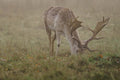 Stag - Head in the grass
