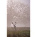 Stag in the Mist
