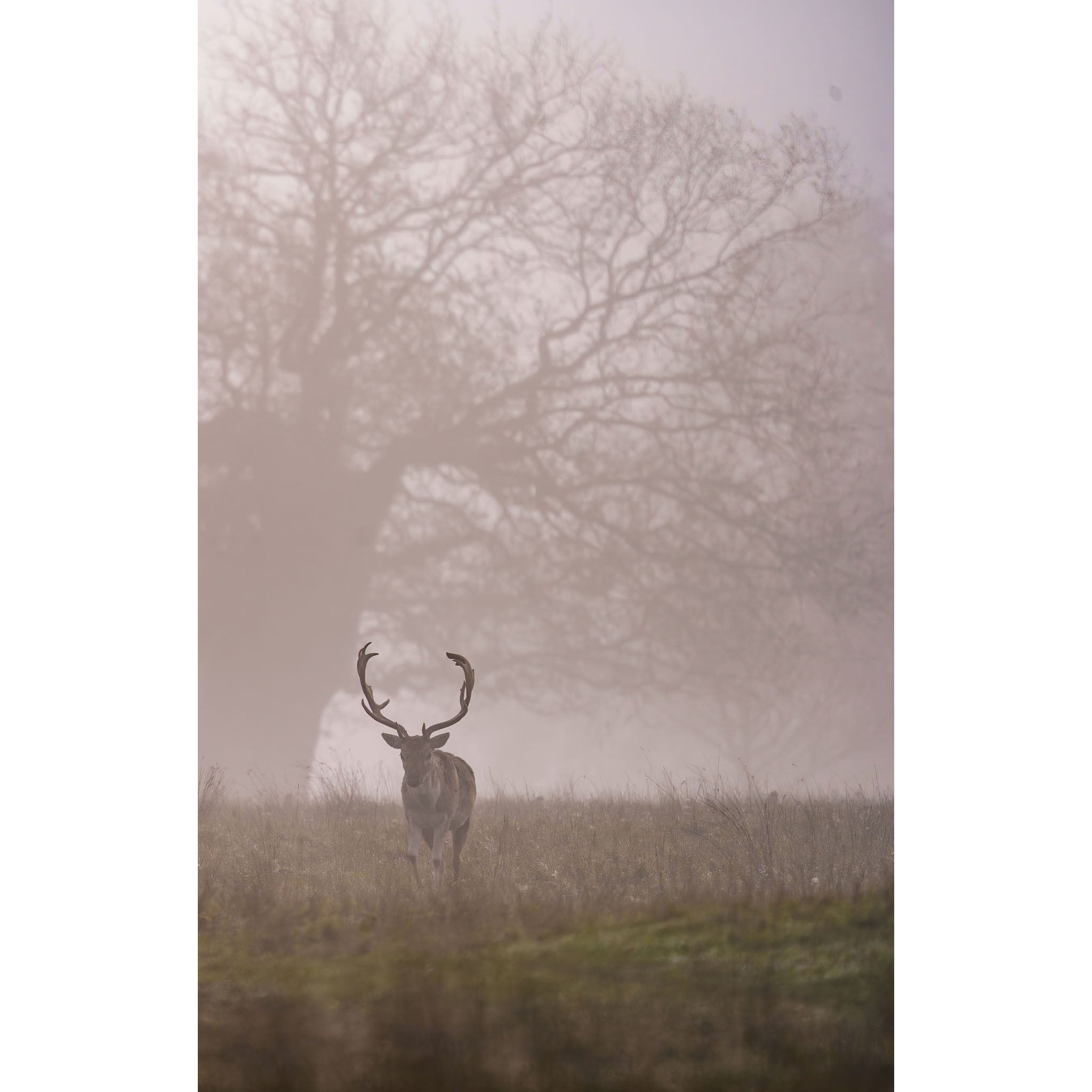Stag in the Mist