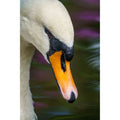 Swan - Colourful