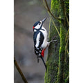 Woodpecker - Stithians Lake