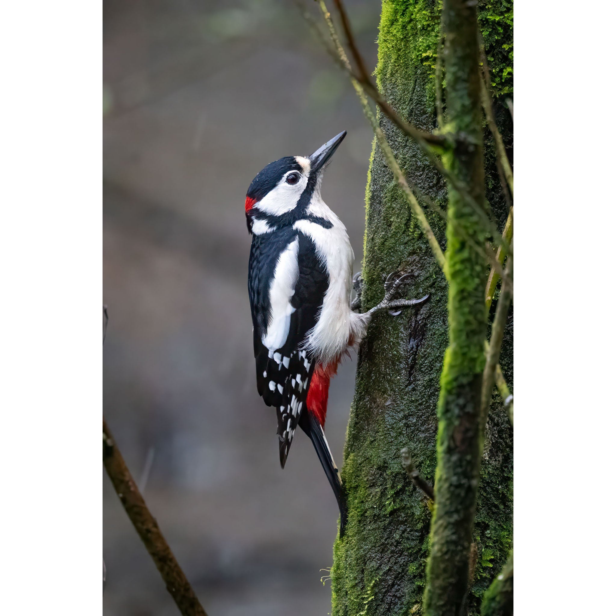 Woodpecker - Stithians Lake